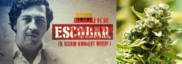 прущие крисы Балабаново