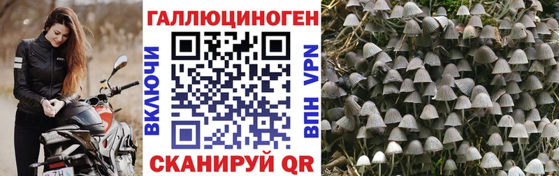 ссылка на мегу зеркало Куртамыш Псилоцибиновые грибы Magic Shrooms